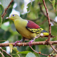 Grey-fronted Green-Pigeon